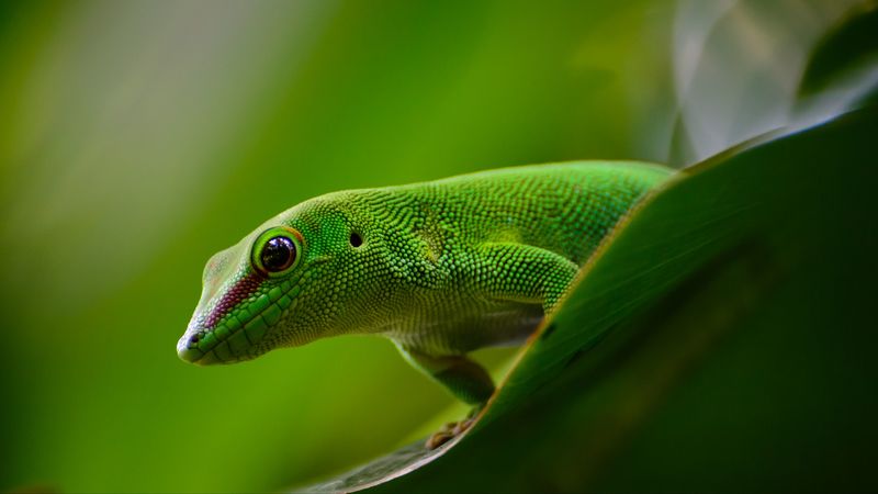 Gecko Reptile Green 4k Hd Wallpaper