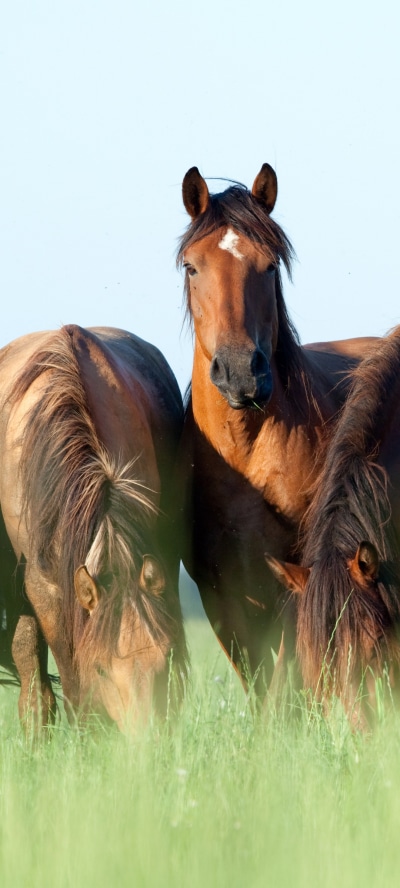 Animal Horse, 1080x2400
