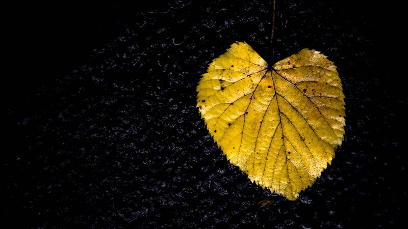 leaf, yellow, texture, dark, 4k