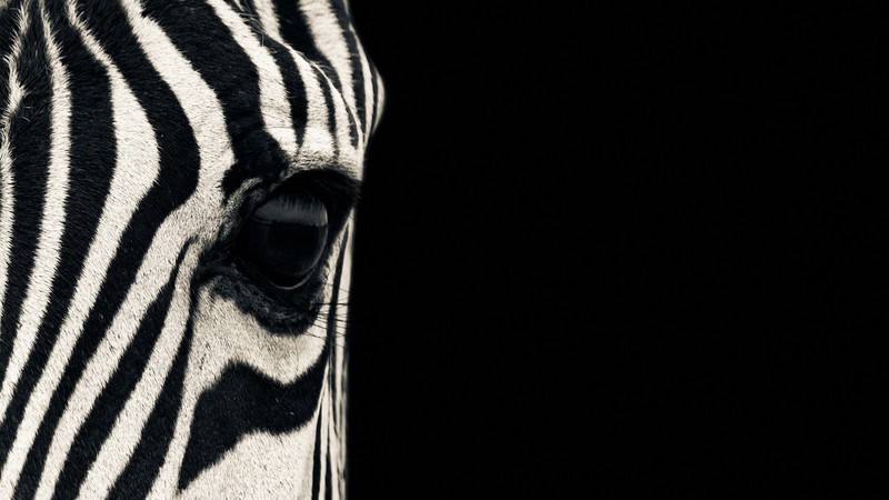 Zebra, eye, Black & White, couple, cute animals