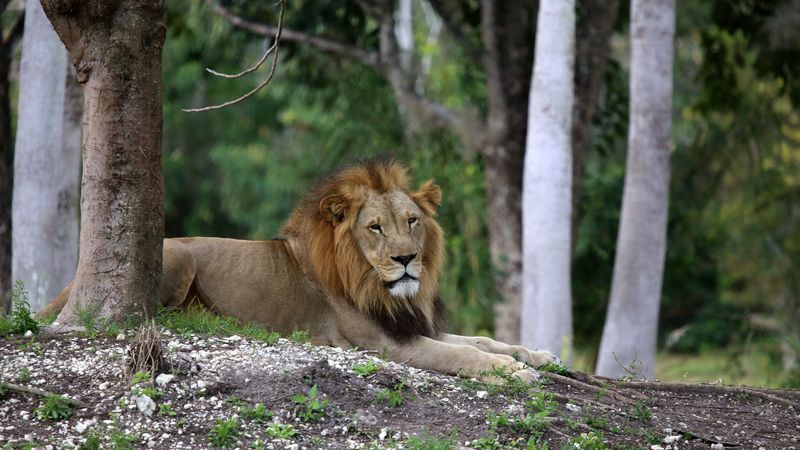 lion, big cat, king of beasts, trees, 4k