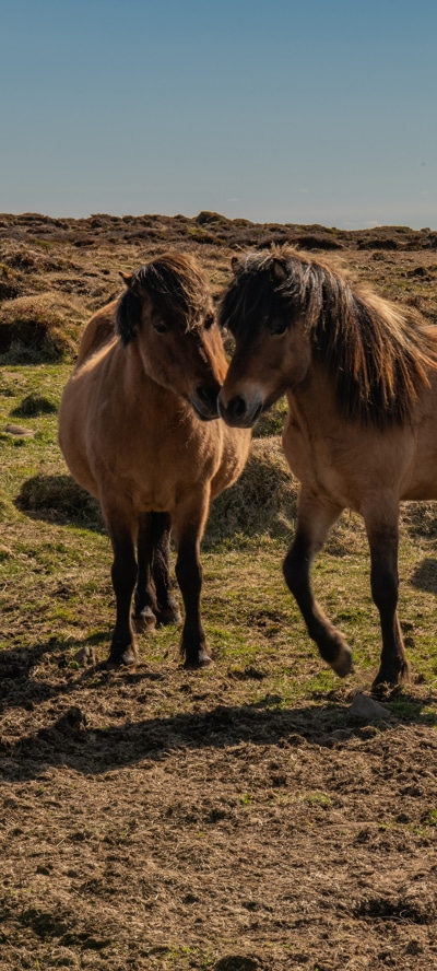 Animal Horse, 1080x2400