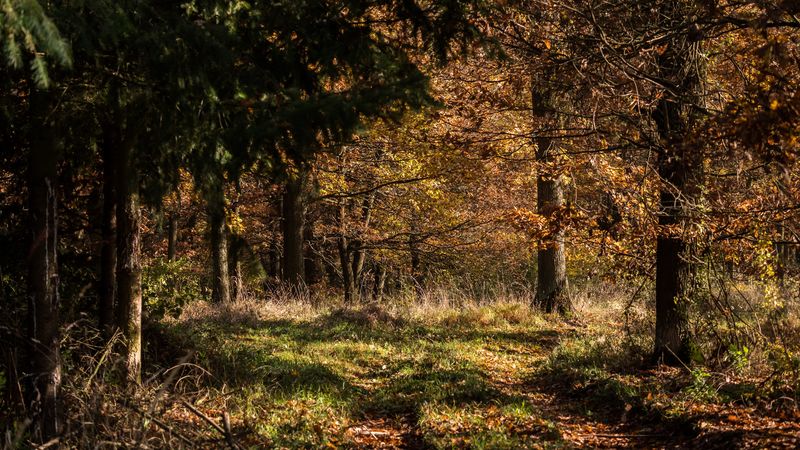 forest, leaves, trees, autumn, rays, 4k
