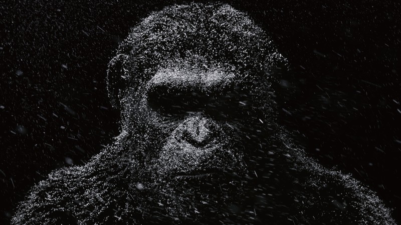 War for the Planet of the Apes, ape, 4k