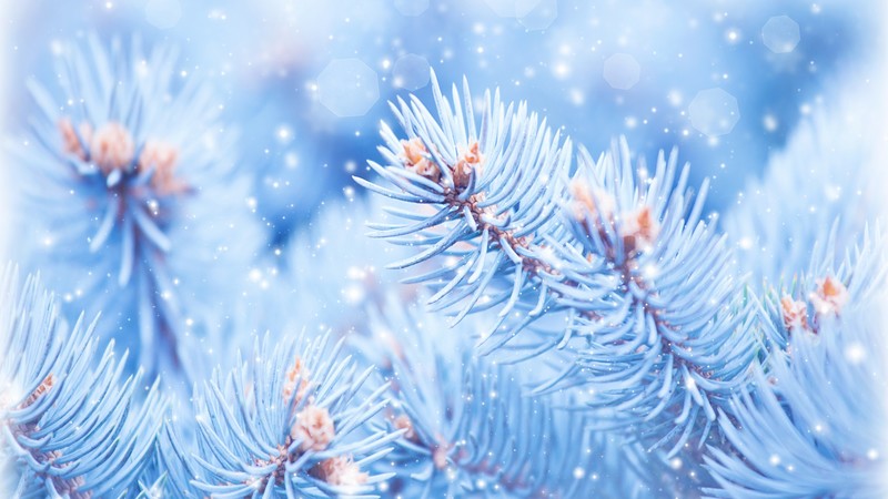 Fir-tree, 4K, Christmas, winter, blue