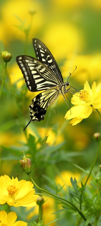 Animal Butterfly, Yellow Flower, Insect, Flower, Macro, 1080x2400