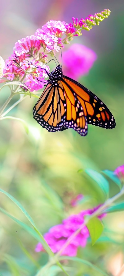 Animal Butterfly, Macro, Nature, Pink Hair, Flower, 1080x2400