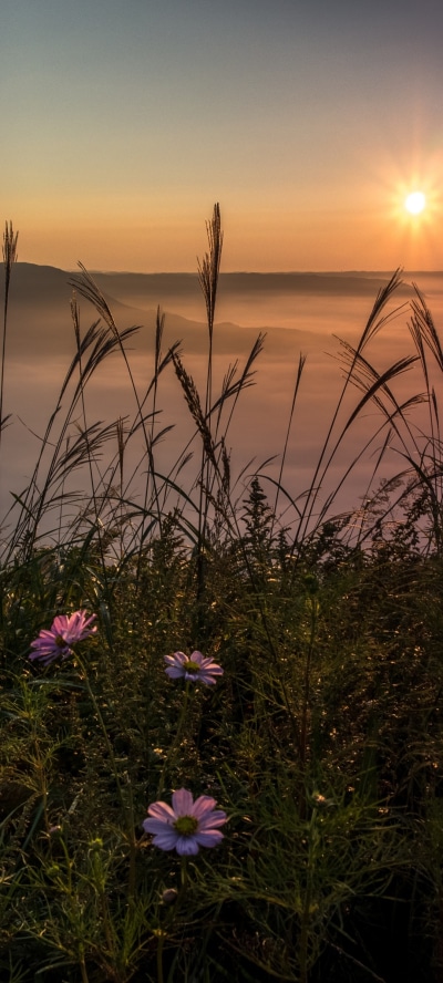Earth Sunset, Cosmos, Grass, Flower, 1080x2400