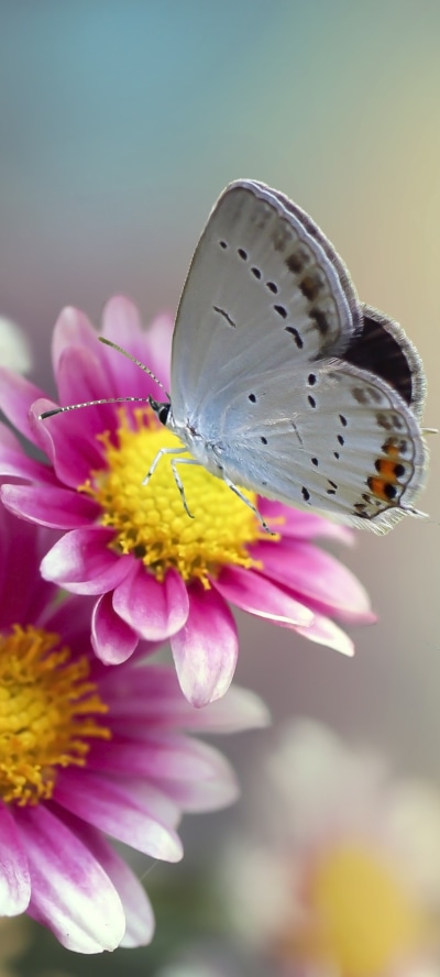 Animal Butterfly, Chrysanthemum, Flower, Insect, Macro, 1080x2400