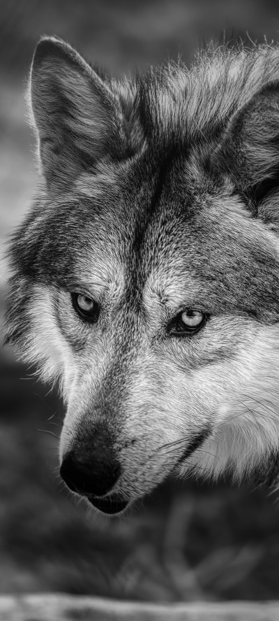 Animal Wolf, Black and White, 1080x2400