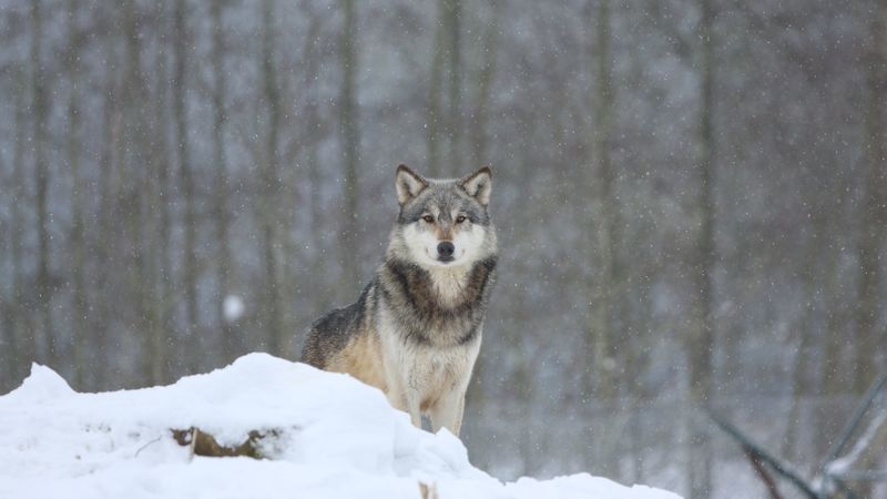 wolf, predator, animal, snow, snowy, 4k