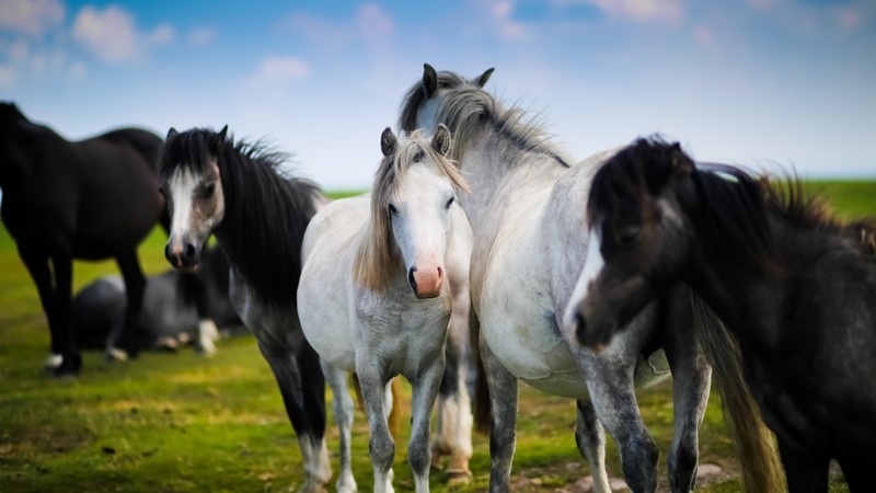 Horses, meadow