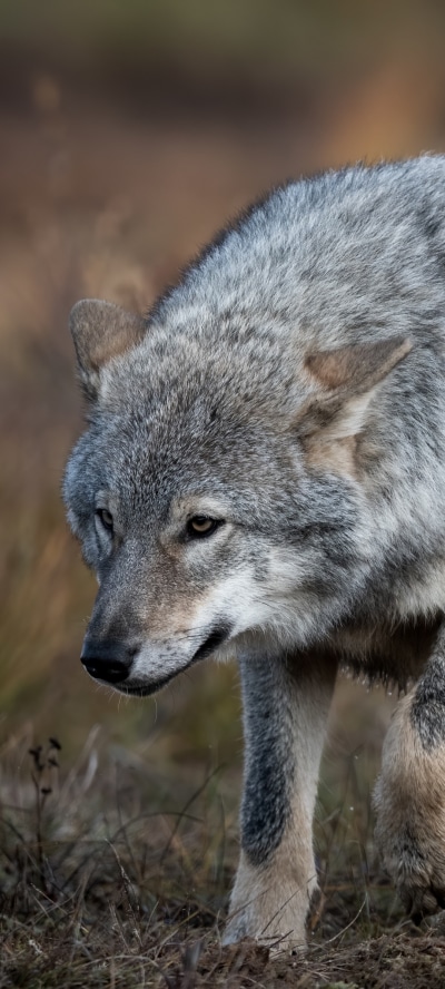 Animal Wolf, 1080x2400