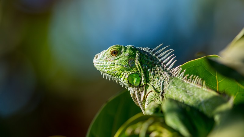 iguana, green