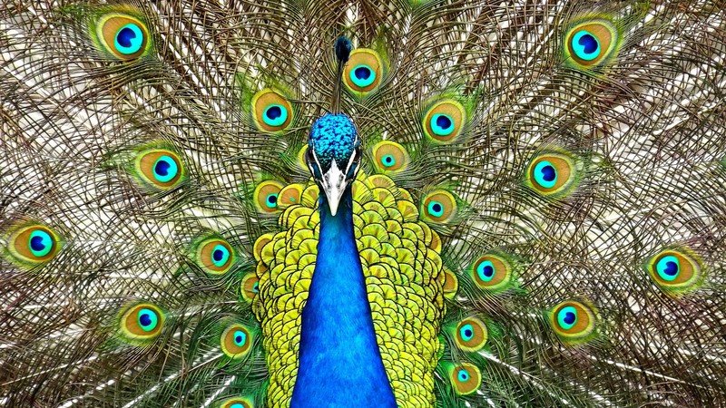 Peacock, feathers