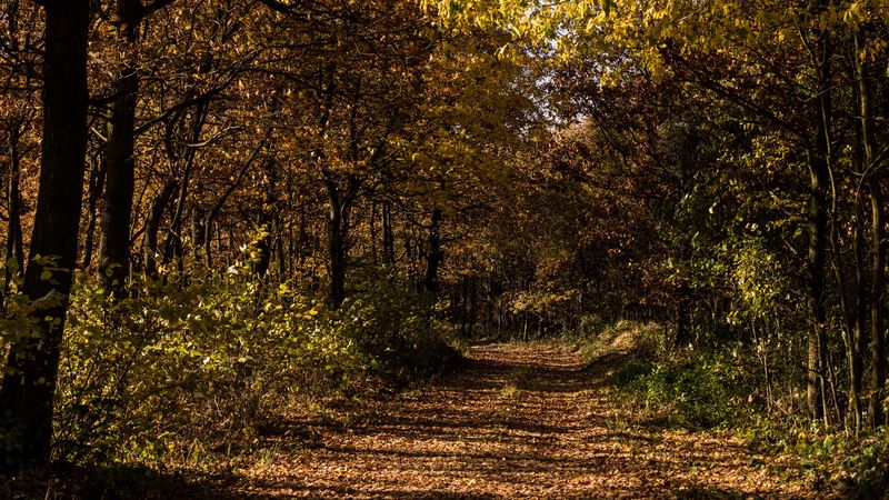 autumn, foliage, grass, forest, 4k