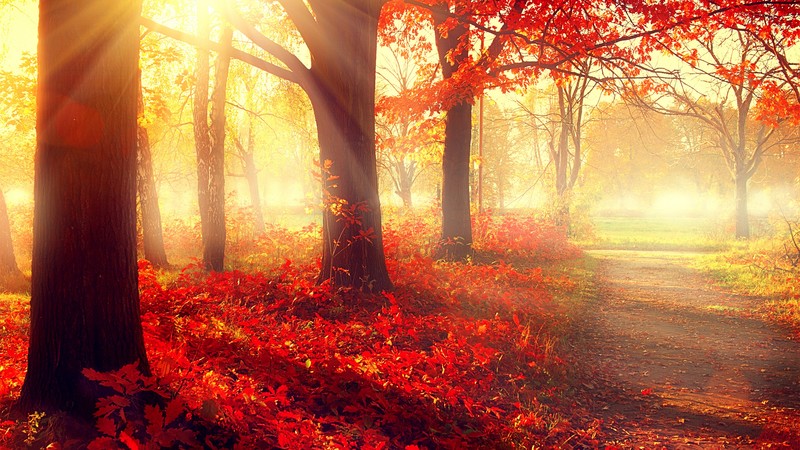 park, 4K, autumn, beautiful, leaves, trees