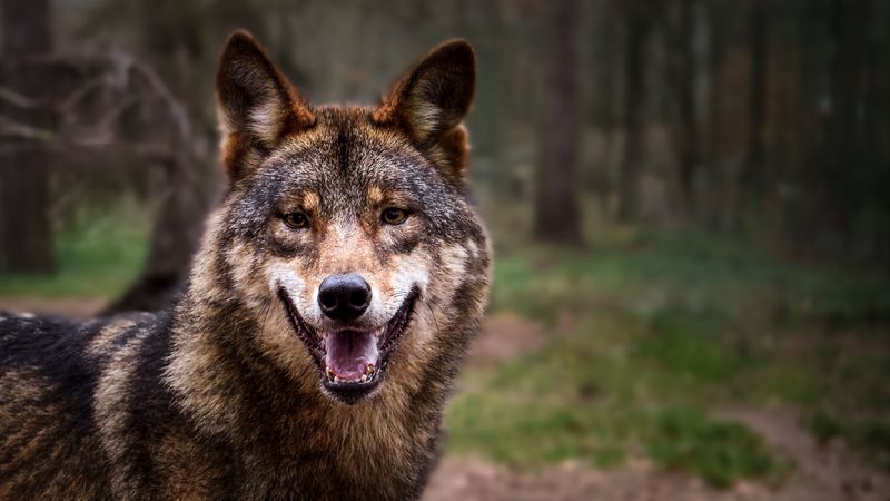 wolf, predator, gray, forest, 4k