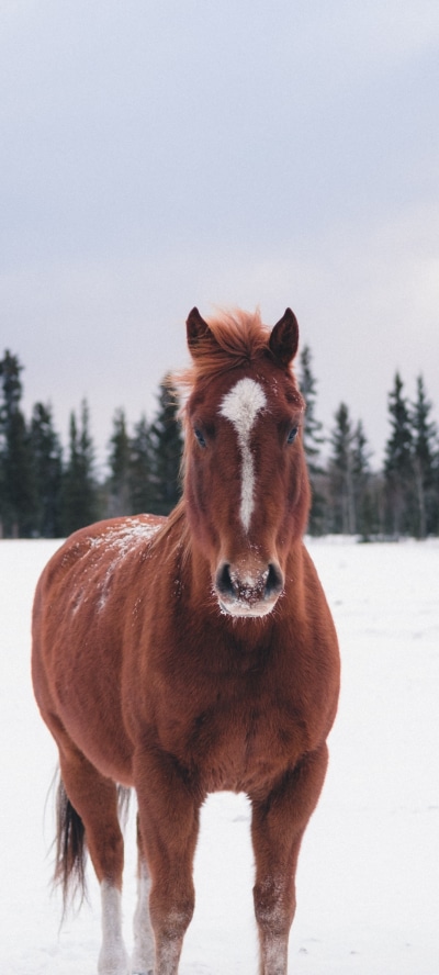 Animal Horse, Stare, Winter, Snow, 1080x2400