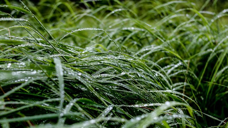 grass, macro, drops, green, 4k