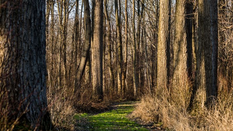 trail, forest, trees, rays, 4k