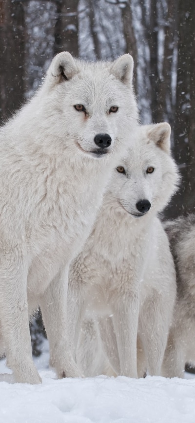Animal Wolf, 1080x2340