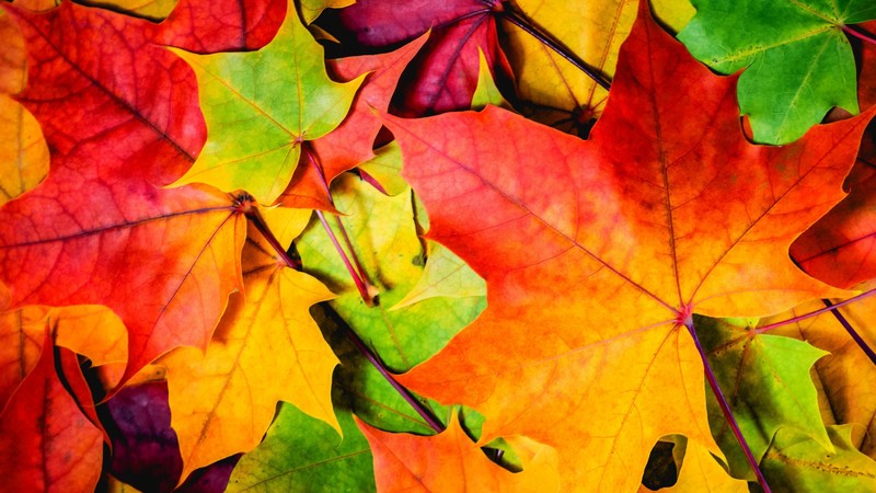 Leaves, 4k, colorful, autumn