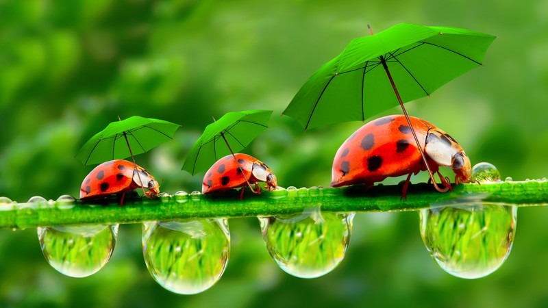 ladybug, red, green, grass, Umbrella