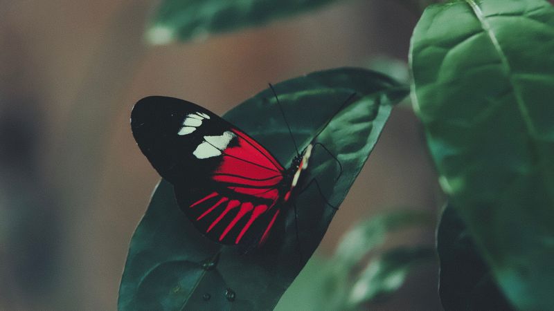 butterfly, leaf, macro, red, 4k