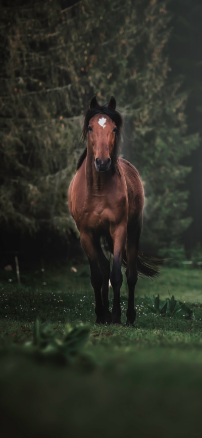 Animal Horse, 1080x2340
