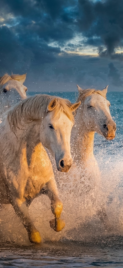 Animal Horse, 1080x2340