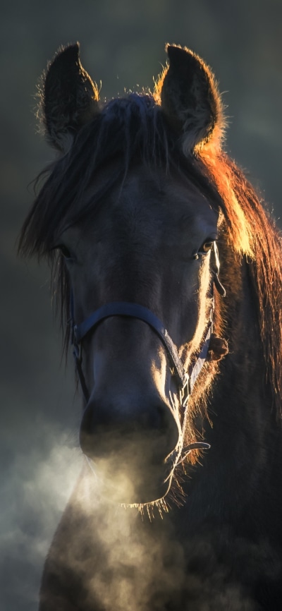 Animal Horse, 1080x2340