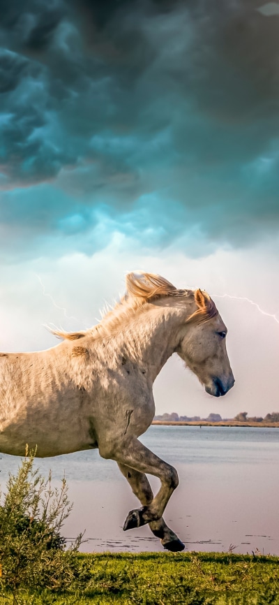 Animal Horse, Lightning, 1080x2340