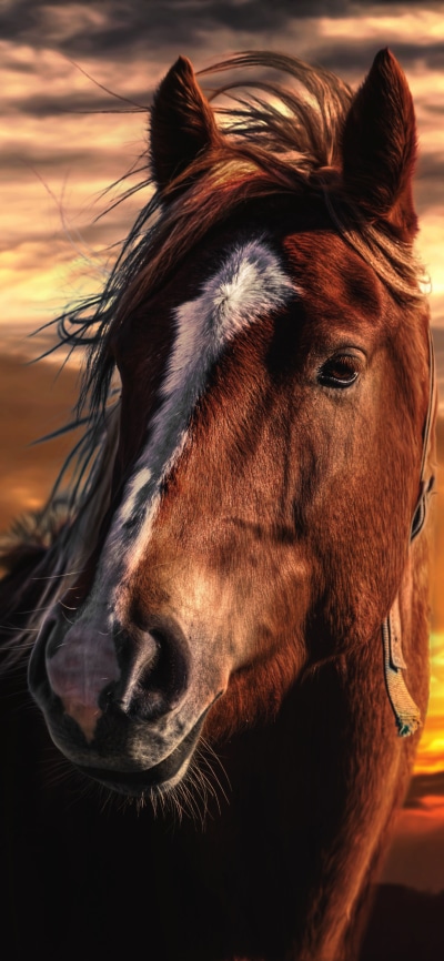 Animal Horse, 1080x2340