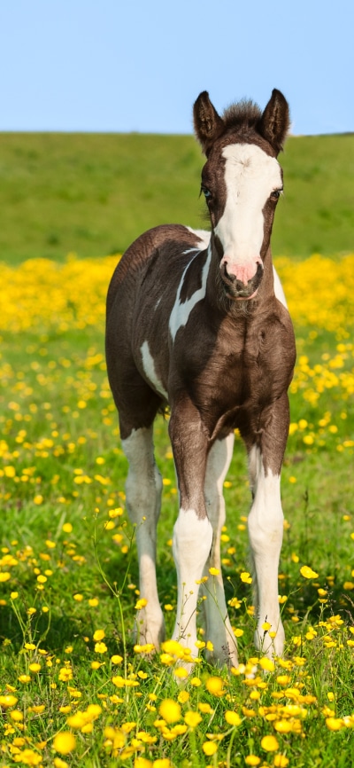 Animal Horse, Pony, Baby Animal, 1080x2340