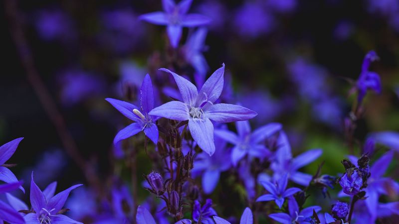 bell flower, flower, bloom, blue, 4k
