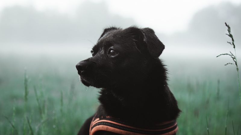 dog, pet, black, grass, 4k