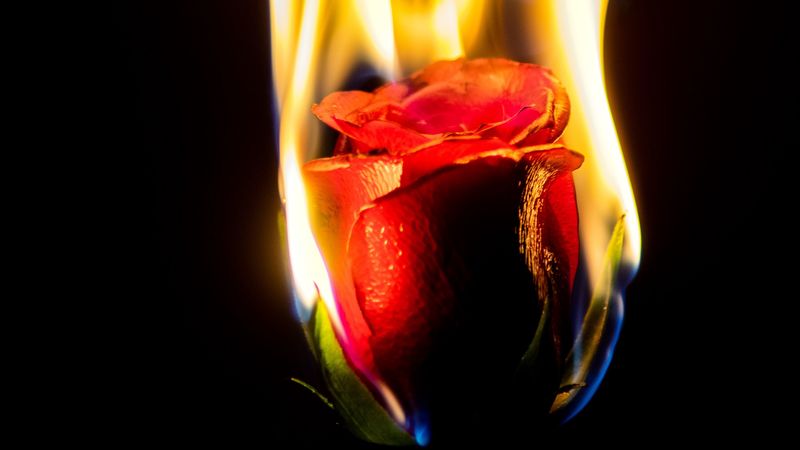 rose, flower, flame, fire, 4k