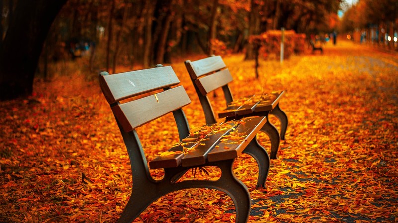 autumn park, 4K, trees, leaves, bench