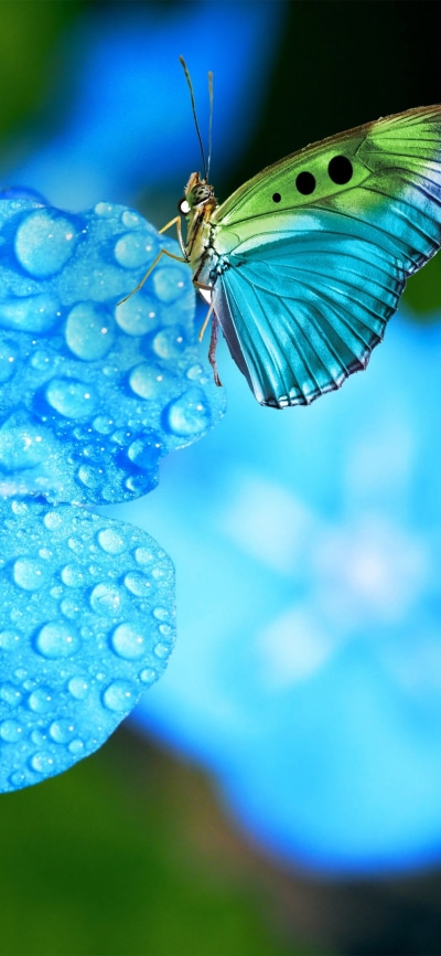 Animal Butterfly, Forget-me-not, Flower, Macro, Insect, 1080x2340