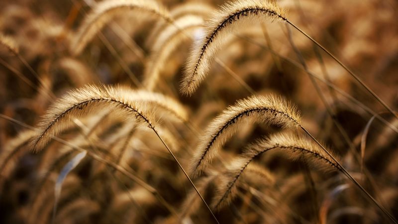 ears, field, meadow, grass, dry, 4k