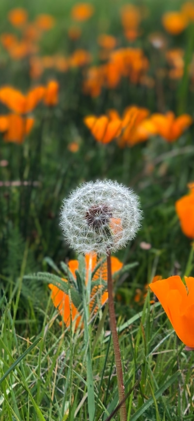 Earth Flower, Eschscholzia, Dandelion, Summer, 1080x2340