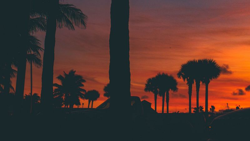 sunset, palm trees, silhouette, 4k