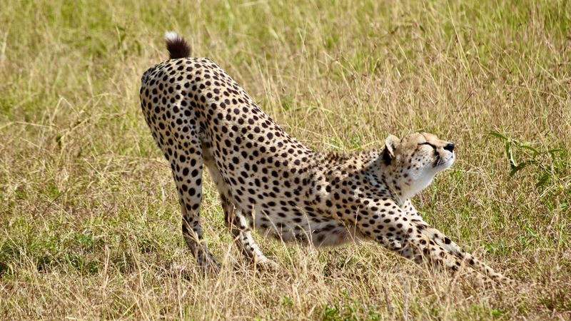 cheetah, big cat, predator, grass, 4k