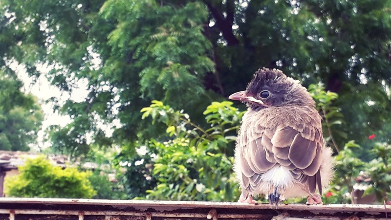baby bird, cute