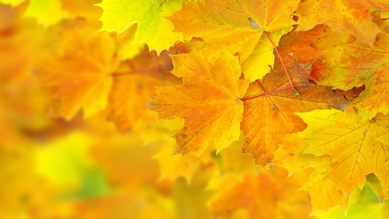 Leaves, 4k, maple, macro, yellow