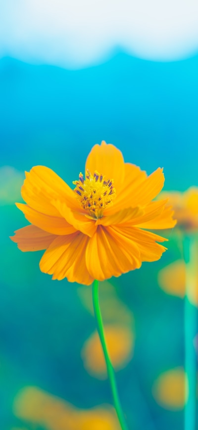 Earth Flower, Nature, Close-up, Yellow Flower, 1080x2340