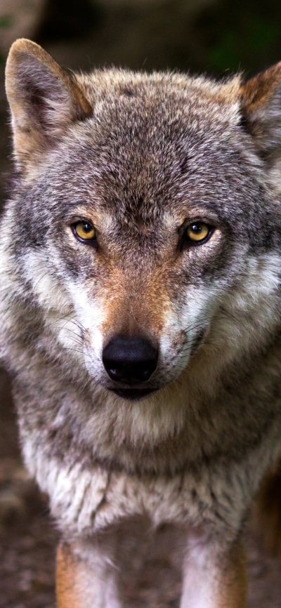 Animal Wolf, Stare, 1080x2340