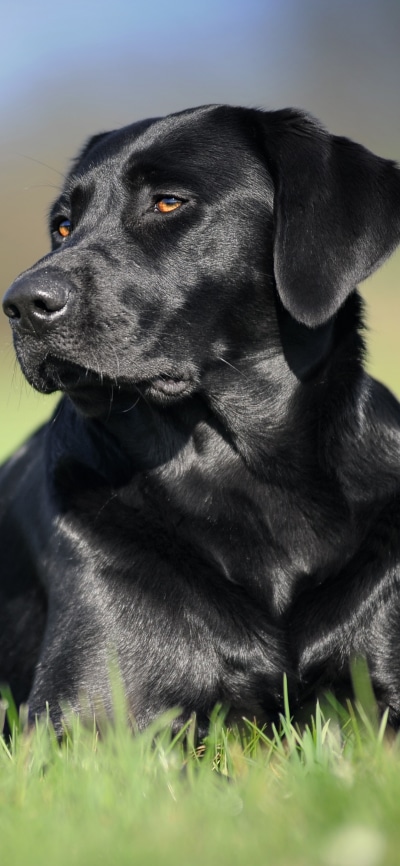 Animal Labrador Retriever, Dog, 1080x2340