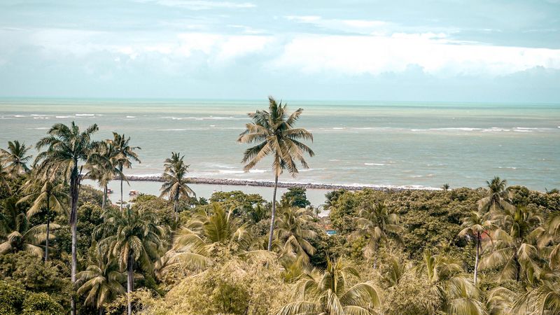 palm trees, sea, beach, tropics, 4k